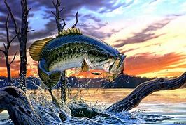 Image result for Bass Fishing Wallpaper 4K