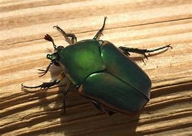Image result for "fig-beetle"