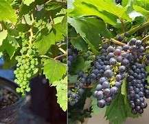 Image result for Grape Small Plant