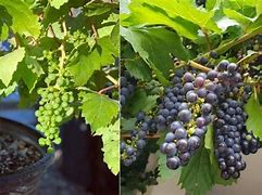 Image result for Grapes in Containers