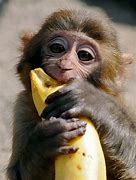 Image result for Funny Monkey Eating Banana