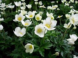 Image result for Anemone sylvestris