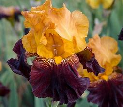 Image result for Orange Iris