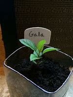 Image result for Gala Apple Tree Seedling