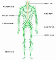 Image result for Sacral Nerves Diagram