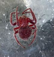 Image result for Red Fluffy Spider