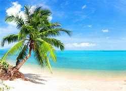 Image result for Beach Wallpaper with Palm Trees