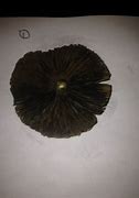 Image result for Psilocybin Mushroom Spores Kits
