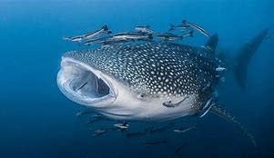 Image result for Largest World Biggest Fish