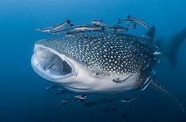 Image result for Biggest Fish Species