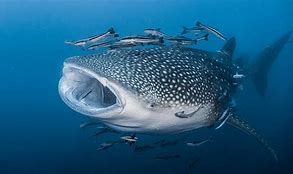 Image result for 10 Biggest Fish in the World