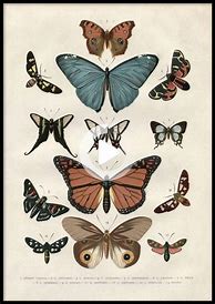 Image result for Vintage Butterfly Aesthetic
