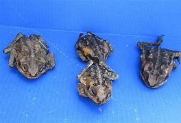 Image result for Dried Toads