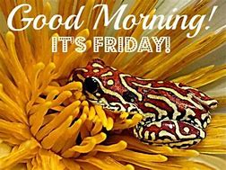 Image result for Good Morning Happy Friday Frog