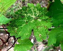 Image result for Grape Leafhopper