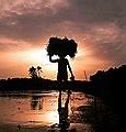 Image result for Kerala Farmer