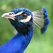 Image result for Beautiful Colorful Peacock