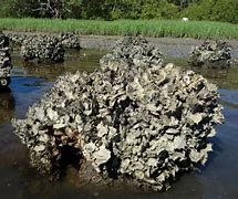 Image result for Chesapeake Bay Oyster Reef