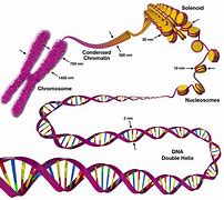 Image result for DNA Chromosomes Genes Relationship Diagram