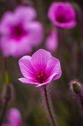 Image result for Nature Small Things
