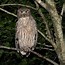 Image result for World's Largest Owl
