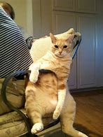Image result for Cats in Charge