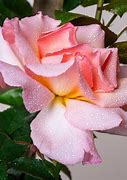 Image result for Rosa compassion