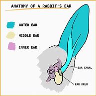 Image result for Rabbit Ear Buds