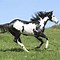Image result for Top 10 Horse Breeds