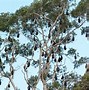Image result for Flying Fox Replica