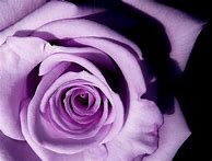 Image result for Lavender iPhone Charger