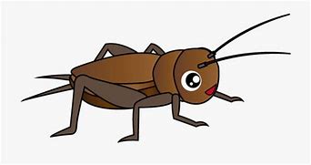 Image result for Cricket Bug Clip Art