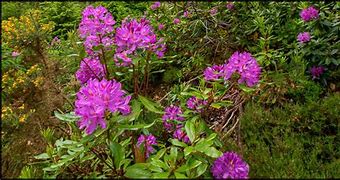 Image result for Rhododendron (AK) Satan