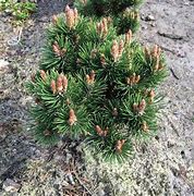 Image result for Pinus uncinata Heideperle
