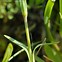 Image result for Dianthus deltoides Rosea