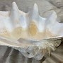 Image result for Giant Sea Clam