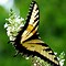 Image result for Butterflies iPad Wallpaper