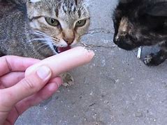 Image result for Hungry Cat Eating Meat