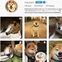 Image result for Most Popular Dog On Instagram