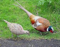 Image result for Poules Coq