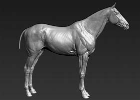 Image result for Thoroughbred Horse Wallpaper