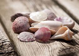 Image result for Beautiful Shells