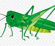 Image result for Grasshopper Emoji