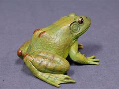 Image result for Realistic Rubber Frogs