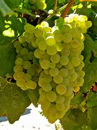 Image result for Chardonnay Wine Grapes