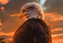 Image result for Eagle Background HD
