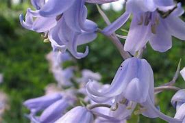 Image result for Hyacinthoides hispanica Bakkums Blue