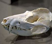 Image result for Raccoon Teeth Skull