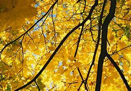 Image result for Yellow Maple Tree