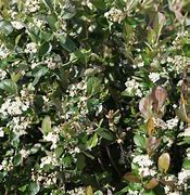 Image result for Aronia x prunifolia Viking